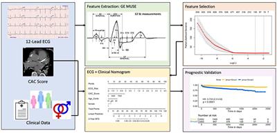 Machine learning derived ECG risk score improves cardiovascular risk assessment in conjunction with coronary artery calcium scoring